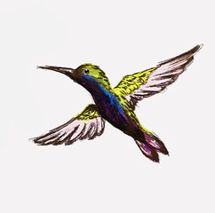 Fototapeta premium Hummingbird drawing
