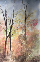 Obraz premium trees in the forest 