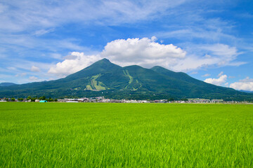 Fototapeta premium 田園と磐梯山（福島県・猪苗代町）