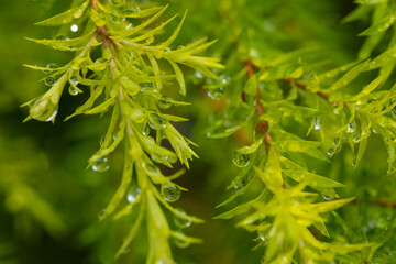 Water on leave background, Green leaf nature