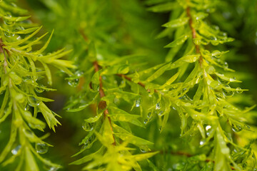 Water on leave background, Green leaf nature