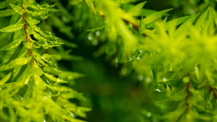Fototapeta premium Water on leave background, Green leaf nature