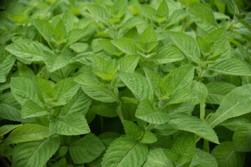 Transparent raindrops on green mint leaves.