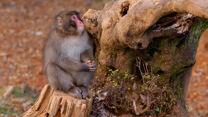 Funny monkey on a stump
