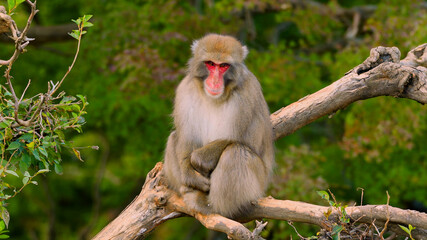 Very cute monkey on a branch