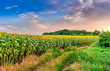 Fototapeta na wymiar country road among forest and sunflower fields, summer evening sunset or sunrise