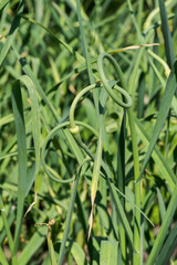 A bud of garlic flower on a plant.