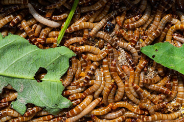 Closeup bird worm, Food for animals, insect