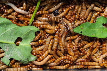 Closeup bird worm, Food for animals, insect