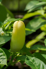 Yellow peppers growing on a plant.