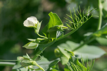 White flower peas on a plant.