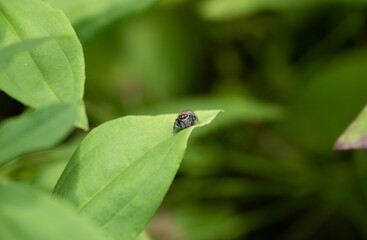 葉の上のハエトリグモ