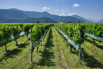 Nagano,Japan-July 22, 2021: Merlot grapes in vineyard
