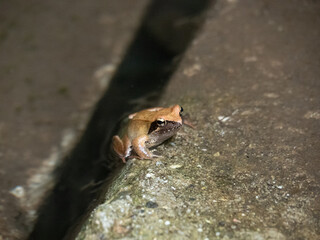 ニホンアカガエル01