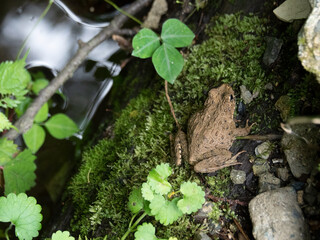 水辺のツチガエル