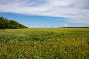 Fototapeta premium Summer fields under the blue sky. Tranquil rural landscape.