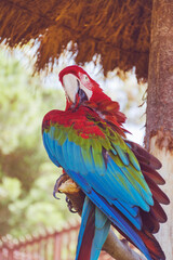 Closeup of a Red and Blue Macaw Parrot Staying on a Tree Branch 