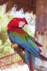 Closeup of a Red and Blue Macaw Parrot Staying on a Tree Branch 