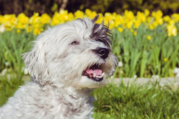 White Havanese Dog on a Yellow  Narcissus Flowers Background .Happy Dog in the Nature  