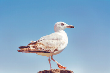 Seagull Bird Close up Portrait on a Sea Background