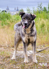 A beautiful large gray dog stands in full growth and looks at the camera. The dog walks on a leash. Vertical photography