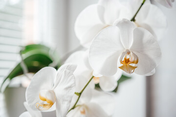 Naklejka na ściany i meble Beautiful white orchid flowers, how to grow and care for Phalaenopsis Orchids, popular house plants