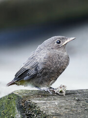 A baby brown bird on a log.