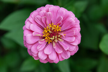 Bright purple zinnia flower, beautiful summer flowers to grow in the garden, pink summer flower close-up