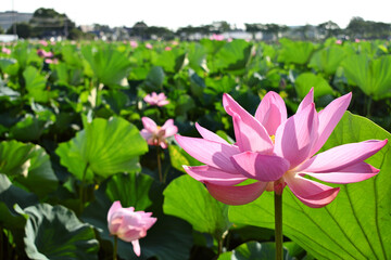 伊佐沼の古代蓮