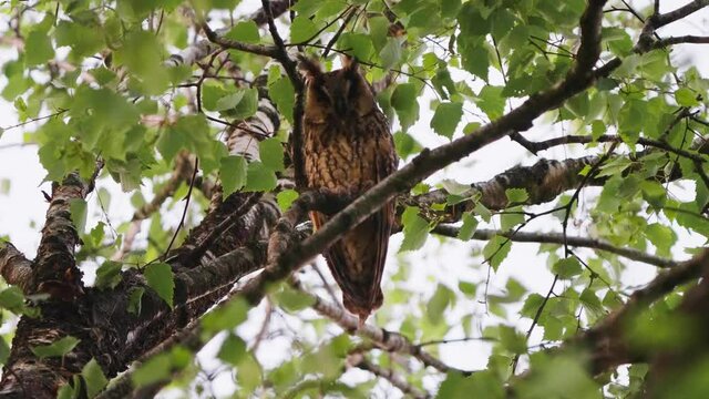 View Of Long Eared Owl mother Perched On Branch. Low Angle, Locked Off, Establishing Shot