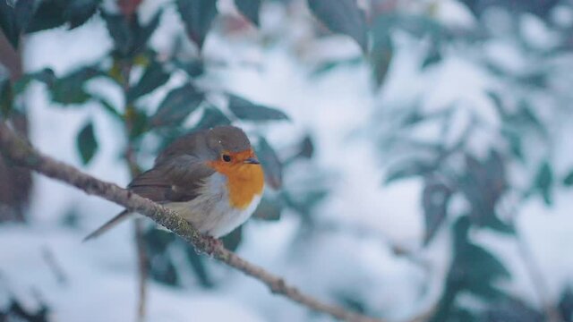 Lovely robin sitting on a tree branch in winter and flying away.