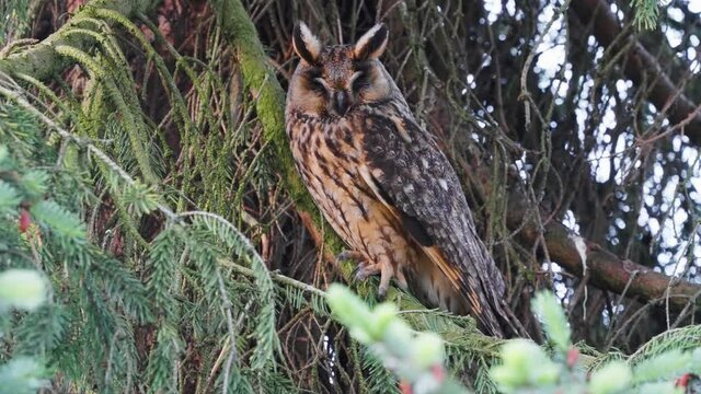 Brown Long Eared Owl Perched On Branch Turning Head. Locked Off