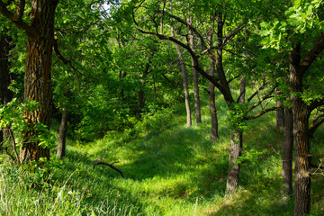 Walk along the summer oak forest. Beautiful landscape in the forest in the vicinity of the Volga River