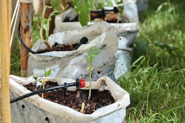 A sapling of a growing plant on a bag of planting pot.