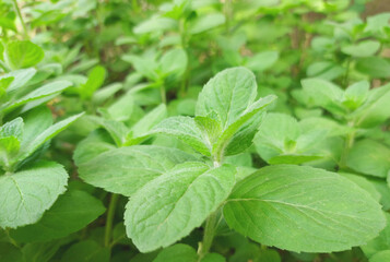 mint grows in the garden. green leaves. medicinal plant, seasoning.