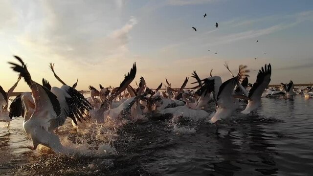 Kalmykia, nature reserve. A flock of pelicans on the water.