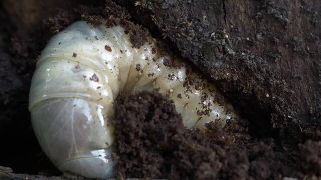 Rhino beetle larva. Parasites on the body of the larva. Super macro video. Oryctes nasicornis.