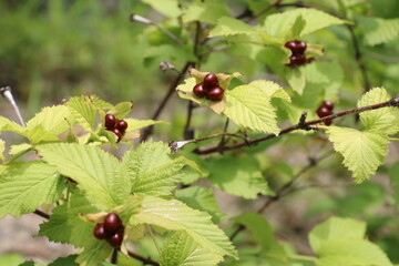 夏の木の実、シロヤマブキ。