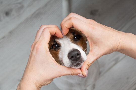 Jack russell terrier dog muzzle and female hands in the shape of a heart.