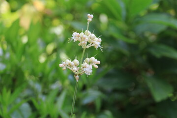 夏の花、ヤブミョウガ。