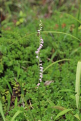 夏の花。ネジバナ。