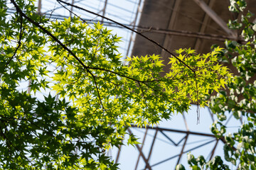 Back lite maple leaves in indoor park setting with metal roof