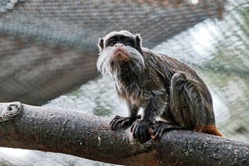 Kaiserschnurrbarttamarin ( Saguinus imperator ).