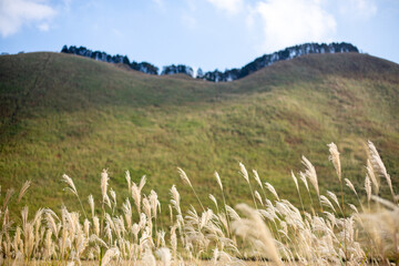 ススキ　山