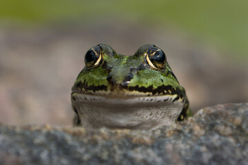 Close up front view of a green frog saying hallo when sticking its head up