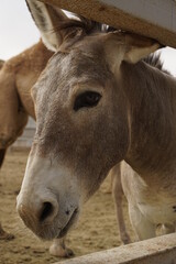 Obraz na płótnie Canvas close up of a donkey
