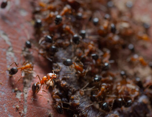 Group of Ants Gathered Around Some Edible Material