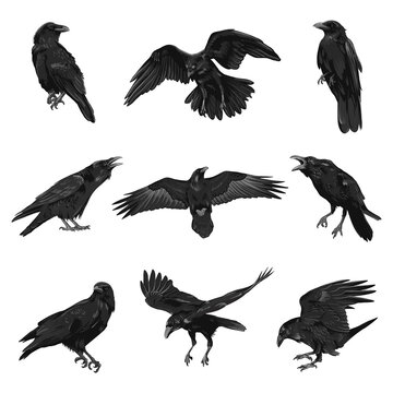 how to draw crow drawing easy || step by step for beginners@DrawingTalent -  YouTube