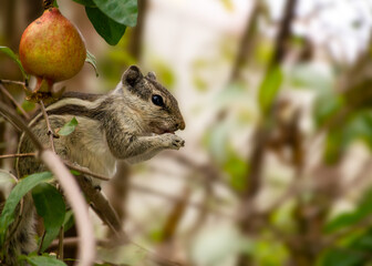 Common Squirrel Having Lunch on Pomegranate Tree