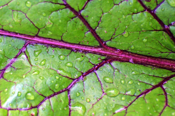 A fragment of the surface of a beet leaf with raindrops in close-up